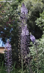 Scilla hyacinthoides