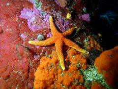 Fromia schultzei