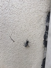 Dorcadion fuliginator