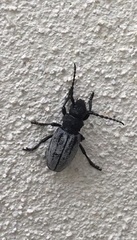 Dorcadion fuliginator