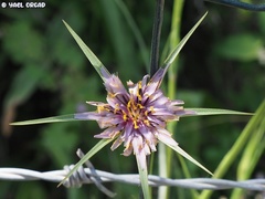 Tragopogon coelesyriacus