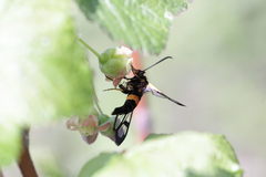 Synanthedon culiciformis