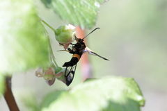 Synanthedon culiciformis