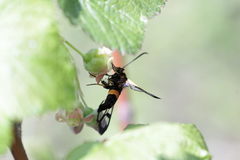 Synanthedon culiciformis