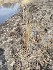 Arabis sagittata borealis