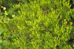 Erica australis