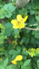 Geum urbanum