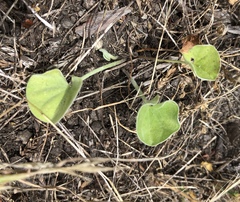 Dichondra donelliana