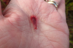 Drosera slackii