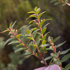 Agathosma crenulata