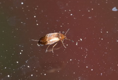 Anaspis maculata