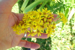 Senecio lineatus