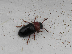 Triplax melanocephala