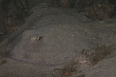 Trygonoptera testacea