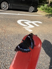 Kaniska canace nojaponicum