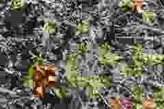 Dasispermum suffruticosum