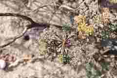 Dasispermum suffruticosum
