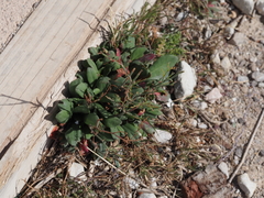 Limonium companyonis