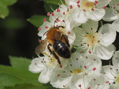 Andrena nitida
