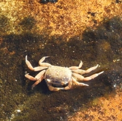 Cyclograpsus punctatus