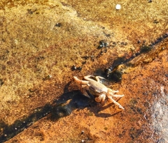 Cyclograpsus punctatus