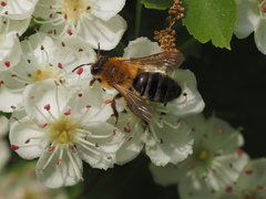 Andrena nitida