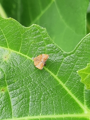 Choreutis nemorana