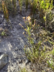 Jamesbrittenia albomarginata