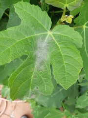 Choreutis nemorana