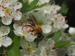 Andrena nitida
