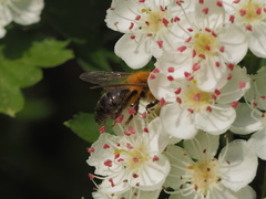 Andrena nitida