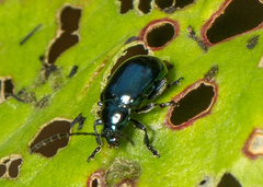 Altica cyanea
