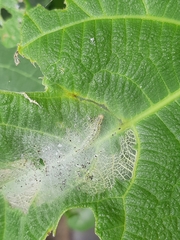 Choreutis nemorana