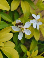 Apis mellifera