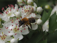Andrena nitida
