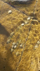Austrolittorina