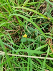 Chamaecrista maritima