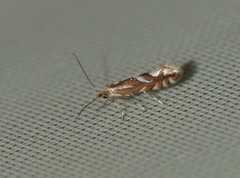 Phyllonorycter blancardella