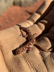 Rhynchoedura ornata