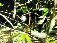 Anax aurantiacus