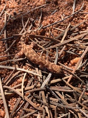 Rhynchoedura ornata