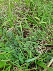 Chamaecrista maritima