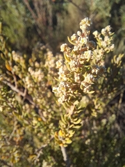 Phylica paniculata