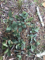Euphorbia ipecacuanhae