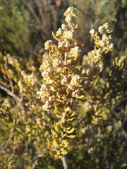 Phylica paniculata