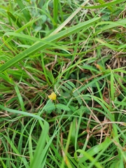 Chamaecrista maritima