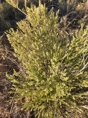 Phylica paniculata