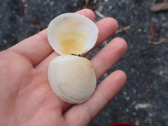 Pseudarcopagia disculus