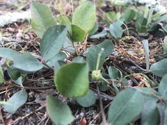 Euphorbia ipecacuanhae