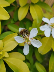 Apis mellifera